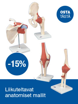 Liikuteltavat anatomiset mallit